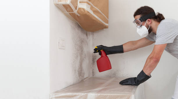 Professional Mold Removal technician working in Westfield, MA