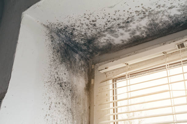 Affordable Mold Cleanup solutions in Westfield, MA
